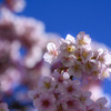 熱海桜　街ぶらスナップ