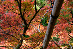 秋の大雄山紅葉③