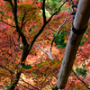 秋の大雄山紅葉③