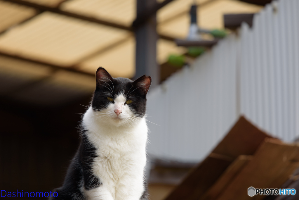 瀬戸内　島猫に会いに