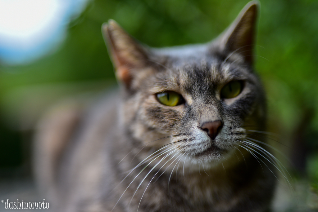 202210cat4