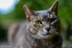 202210cat4