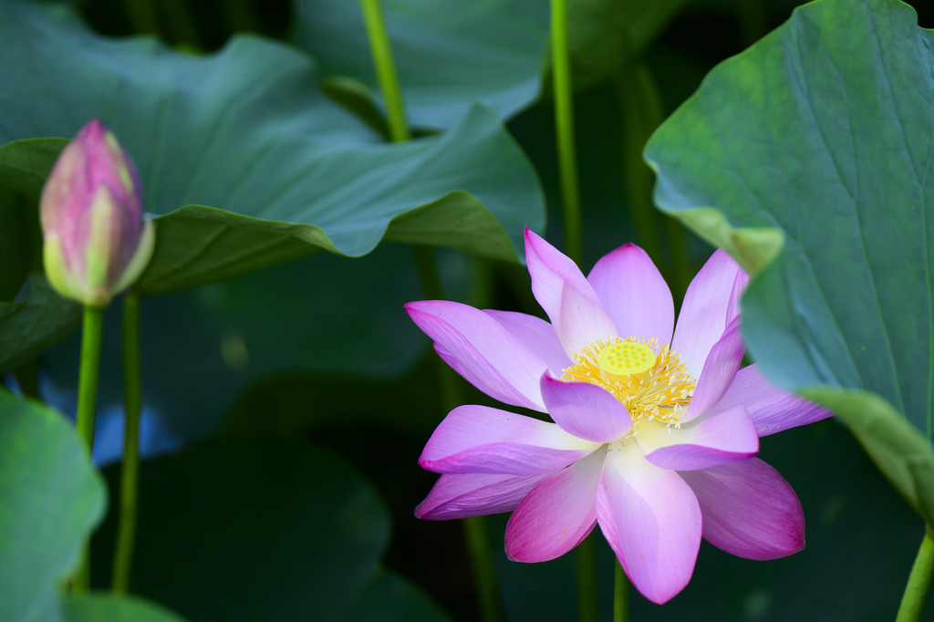 蓮の花