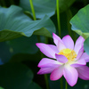 蓮の花