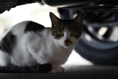 わたしになにか？