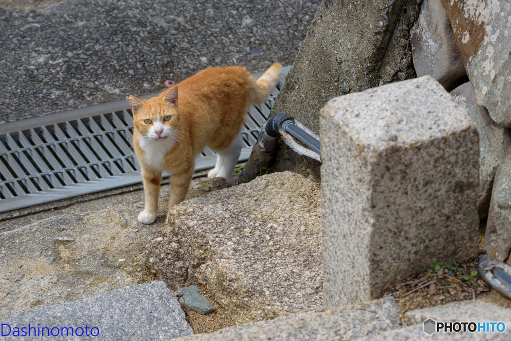 瀬戸内　島猫に会いに