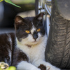 佐久島猫探し1