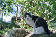 函南町　寺猫巡り