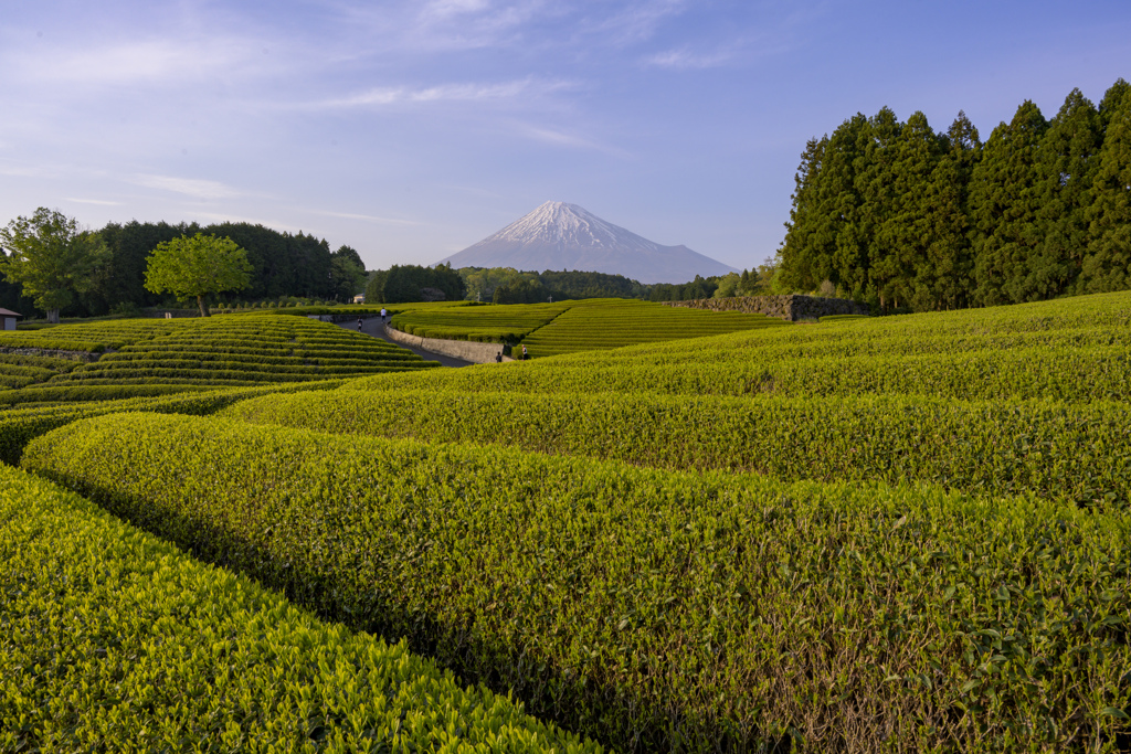 茶と富士