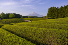 茶と富士