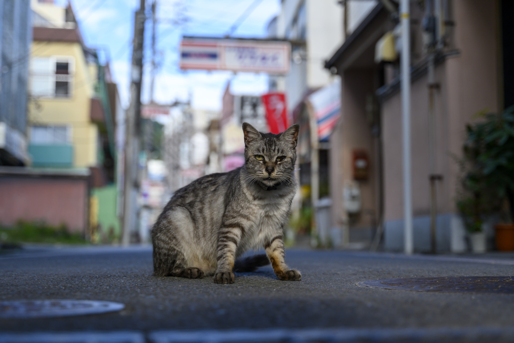 猫と伊東温泉