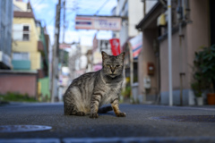 猫と伊東温泉
