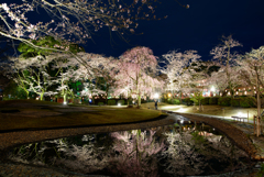 2017大社夜桜　07