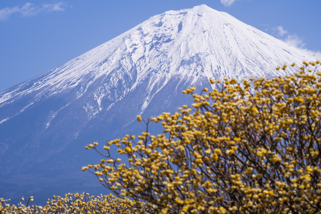 ミツマタと富士山