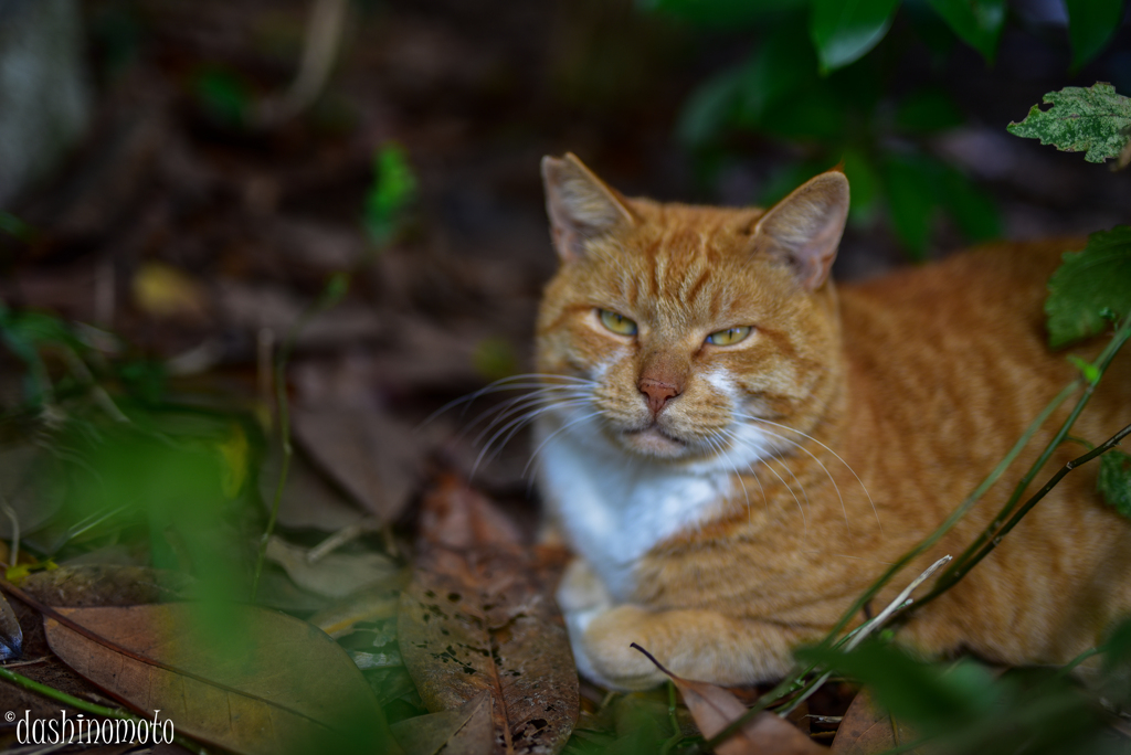 202210cat2