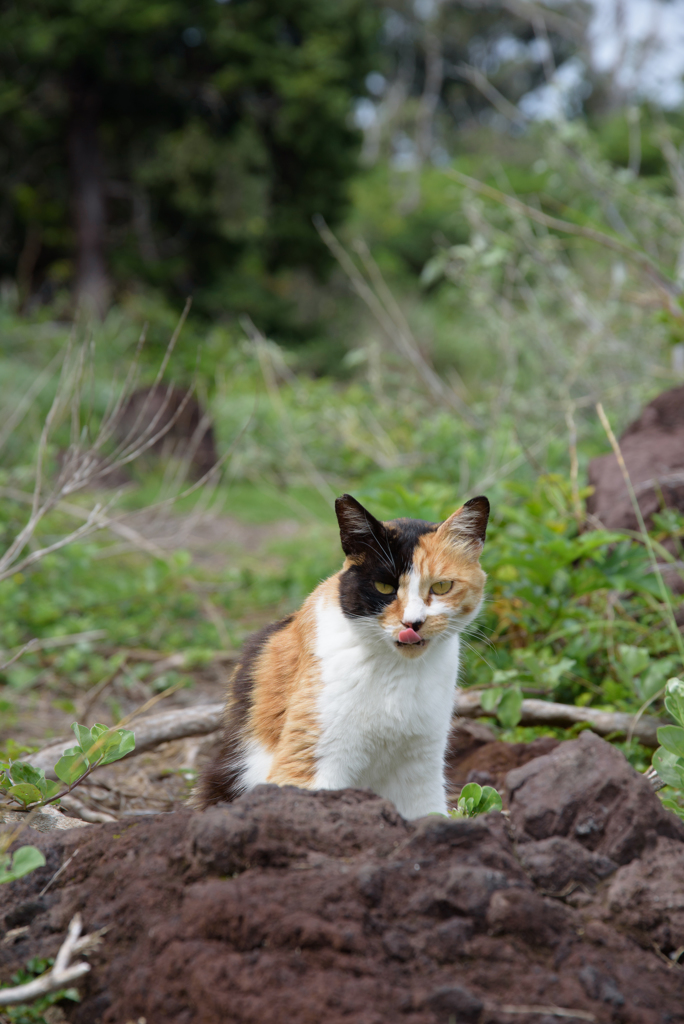 いがいが根猫