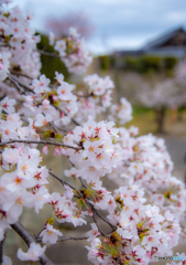 春　津山城