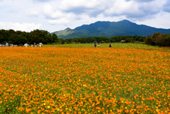 黄花コスモス③