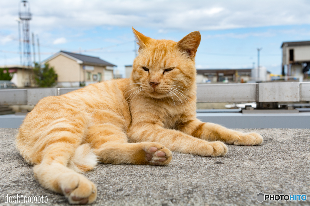 真鍋島の猫たち2