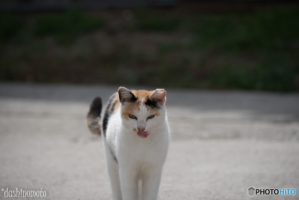 真鍋島の猫たち6