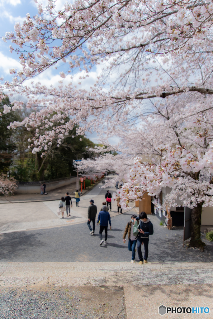 春　津山城