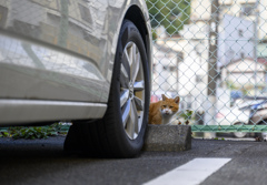猫と伊東温泉