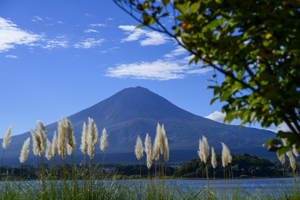 パンパスグラスと富士