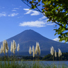 パンパスグラスと富士