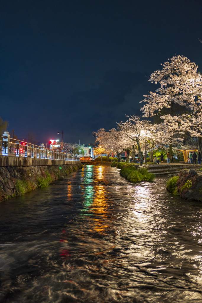 2024桜－３