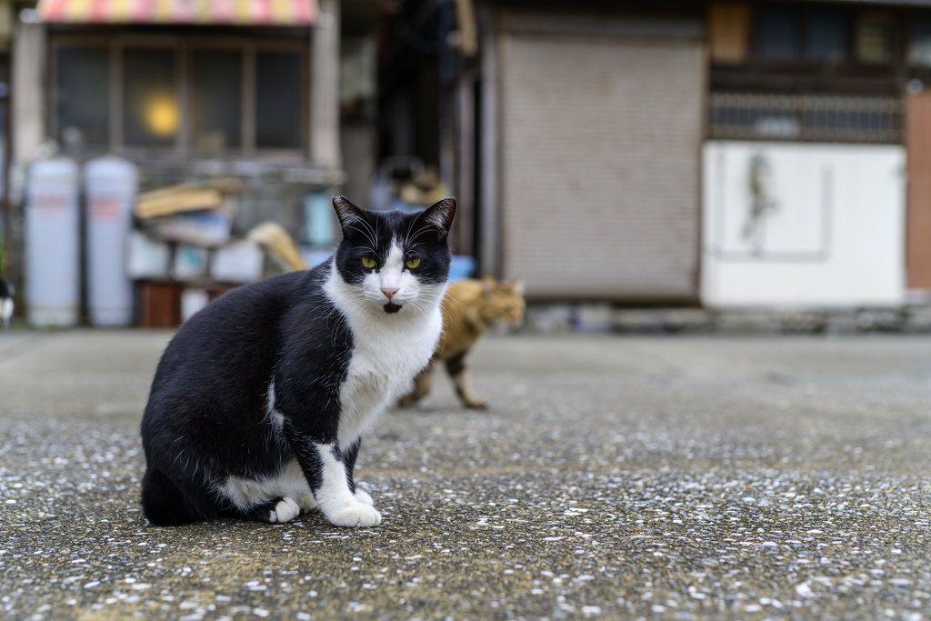 2023三浦の猫たち