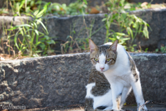 鞆の浦と猫たち3