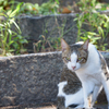 鞆の浦と猫たち3