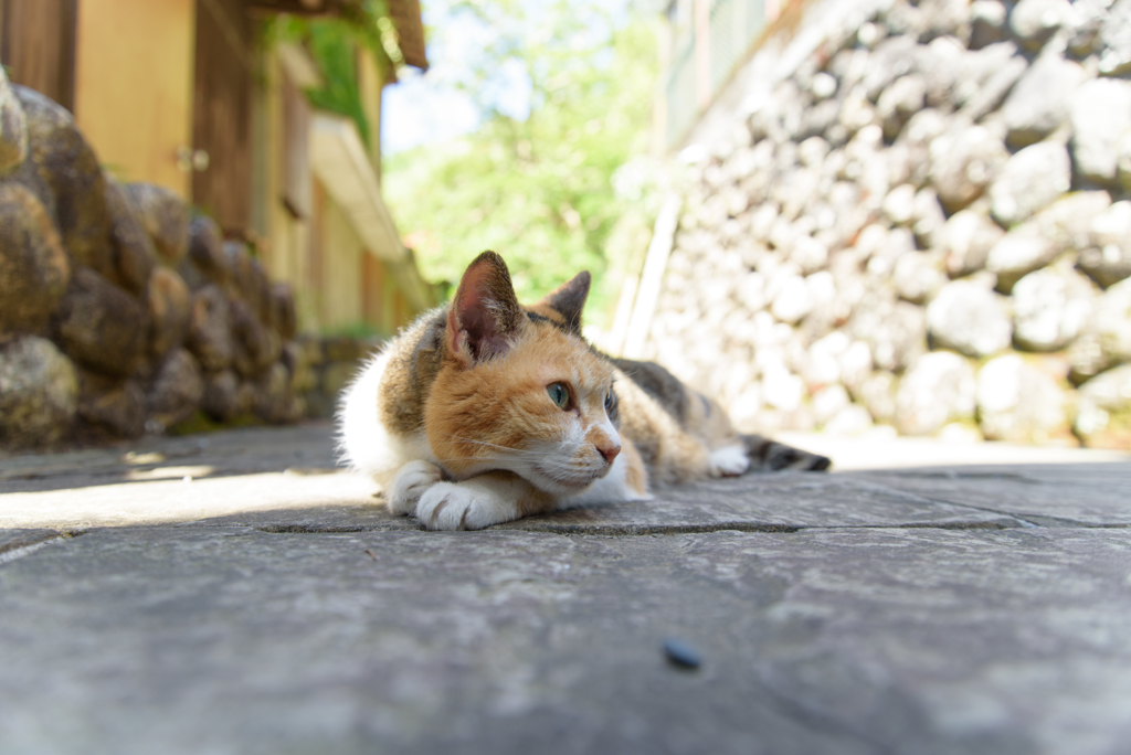 修善寺猫①