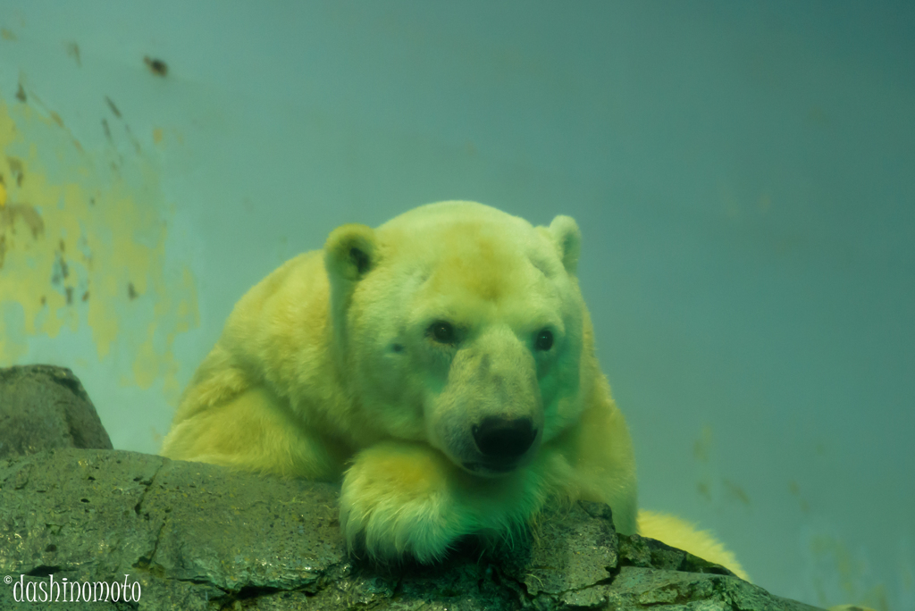 八景島のシロクマ親父