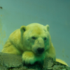 八景島のシロクマ親父