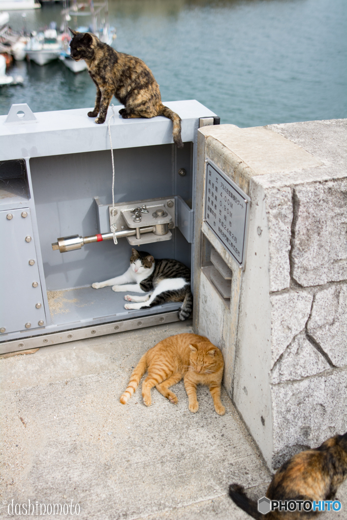 真鍋島の猫たち1