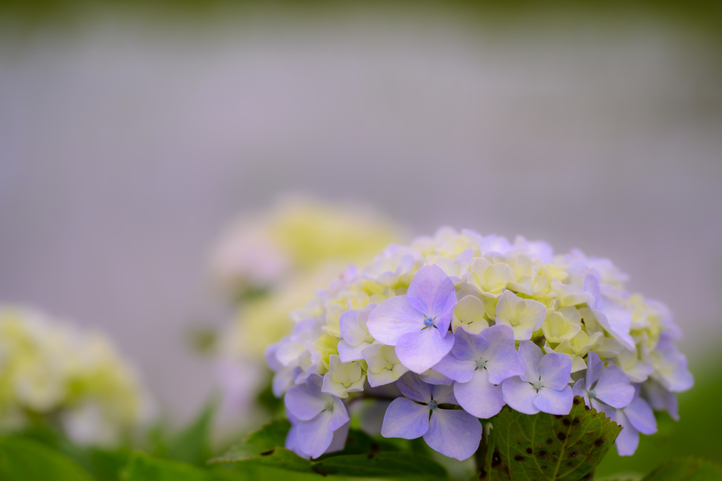 紫陽花