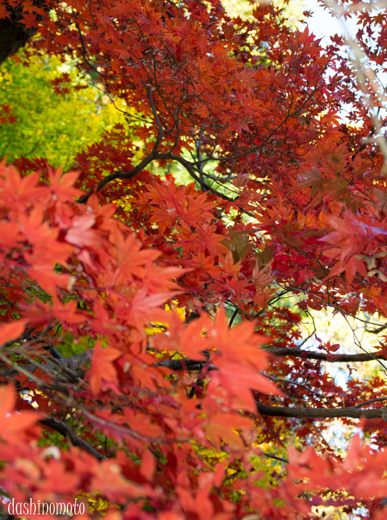 紅葉散歩2