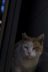 悪い顔猫選手権