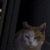 悪い顔猫選手権
