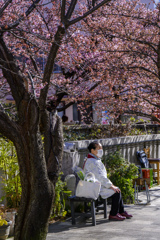 熱海桜　街ぶらスナップ
