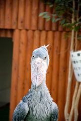 掛川花鳥園　ふたばちゃん登場③