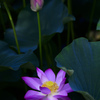 蓮の花