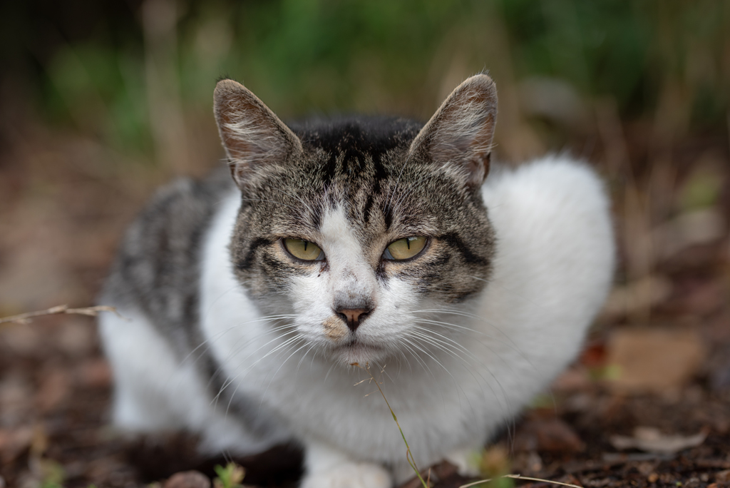 どうも　猫です