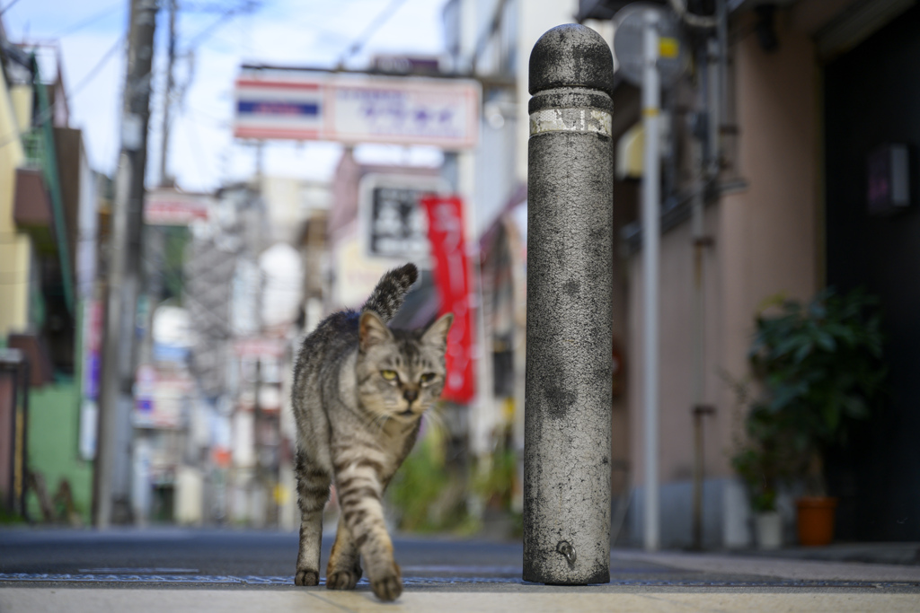 猫と伊東温泉