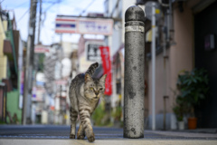 猫と伊東温泉