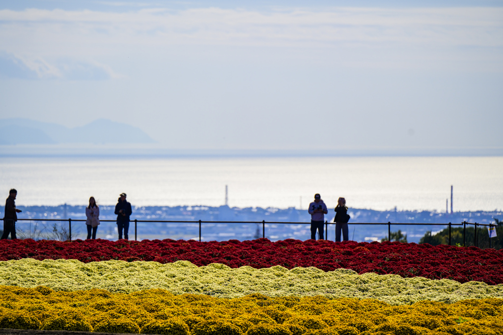 菊の波と駿河湾