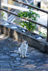 鞆の浦と猫たち5