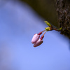 蕾