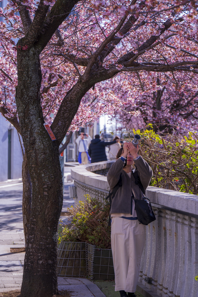 熱海桜　街ぶらスナップ